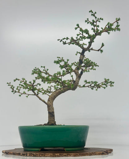 European Larch Bonsai Tree | Chinese Yixing Pot – 48cm