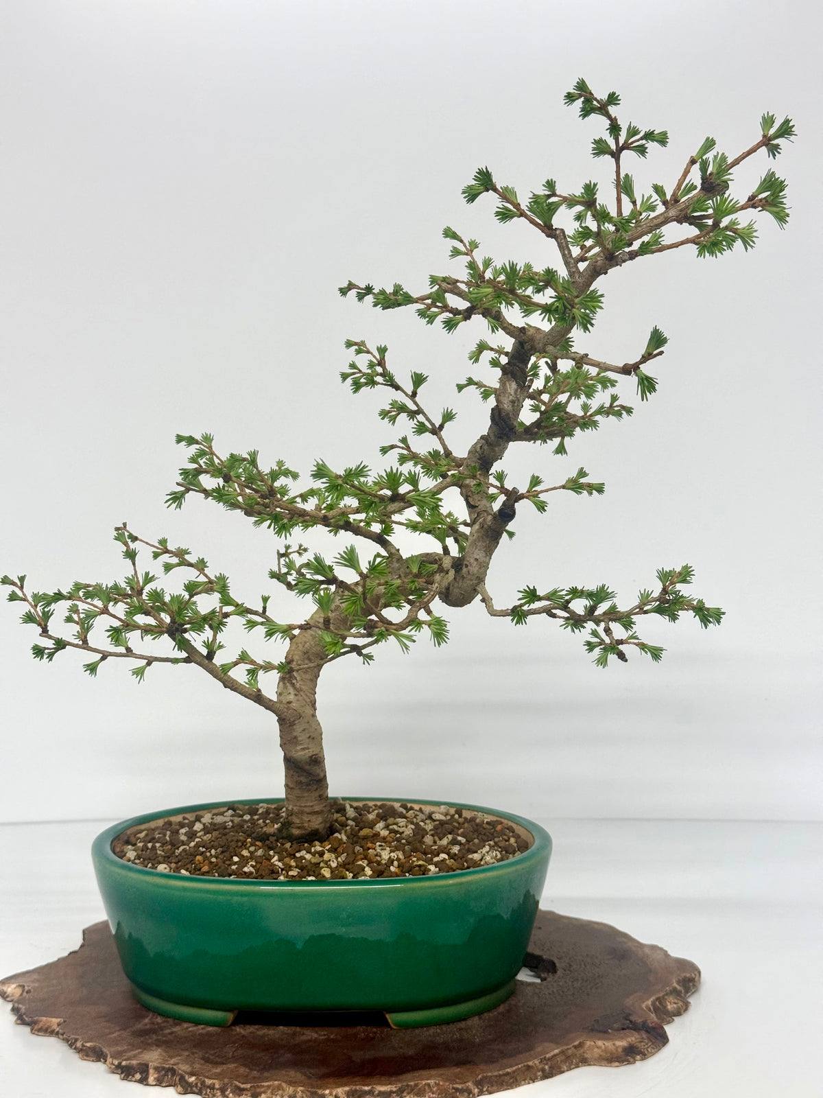 European Larch Bonsai Tree | Chinese Yixing Pot – 48cm