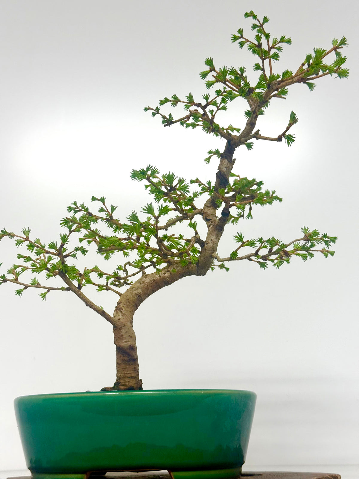 European Larch Bonsai Tree | Chinese Yixing Pot – 48cm