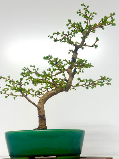 European Larch Bonsai Tree | Chinese Yixing Pot – 48cm