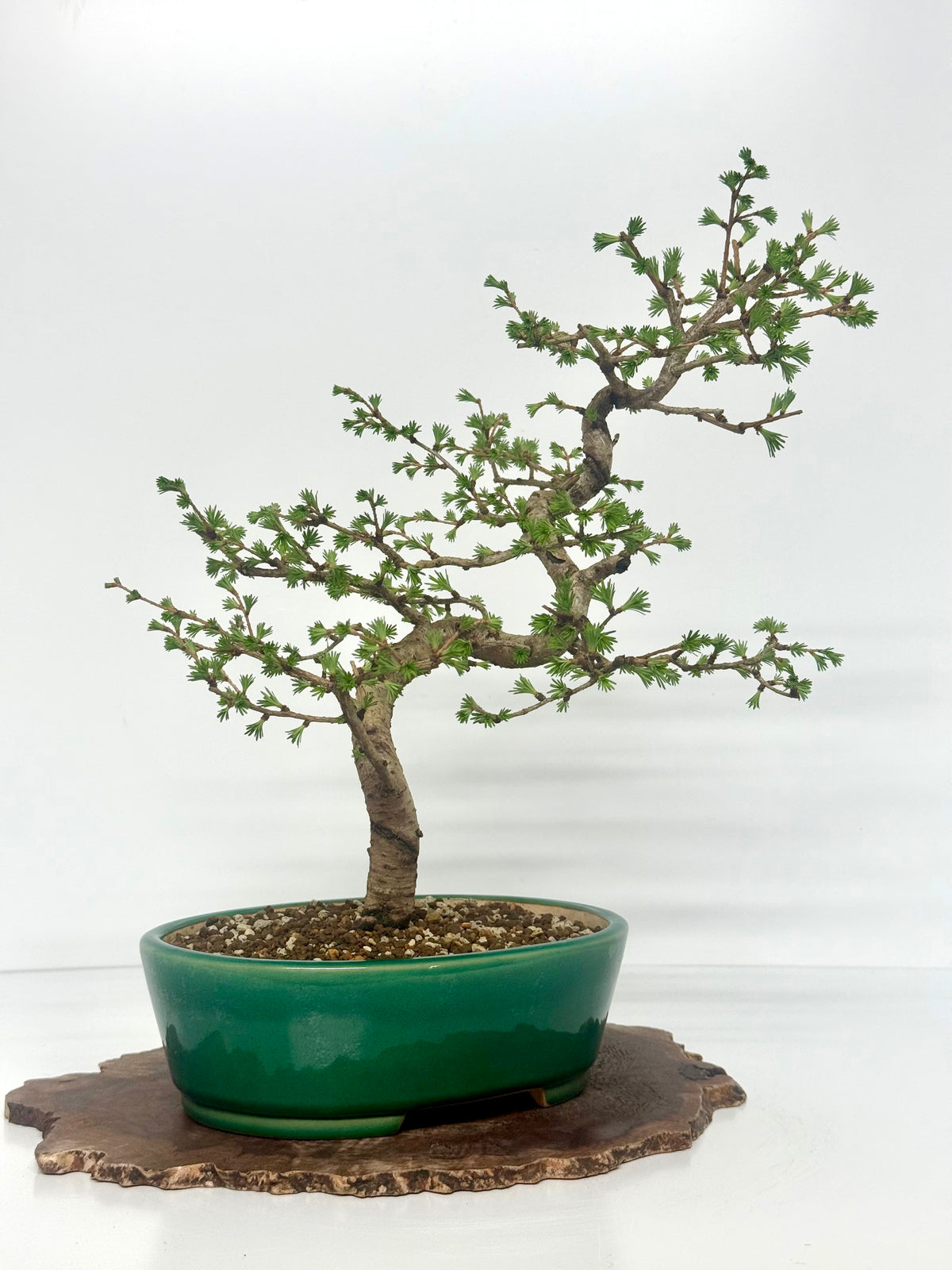 European Larch Bonsai Tree | Chinese Yixing Pot – 48cm
