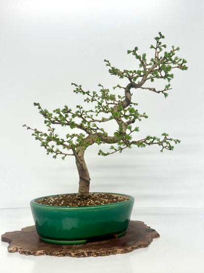 European Larch Bonsai Tree | Chinese Yixing Pot – 48cm