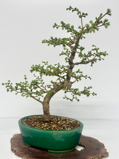 European Larch Bonsai Tree | Chinese Yixing Pot – 48cm