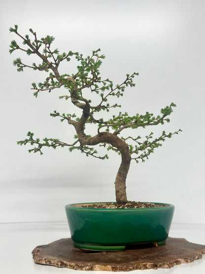 European Larch Bonsai Tree | Chinese Yixing Pot – 48cm