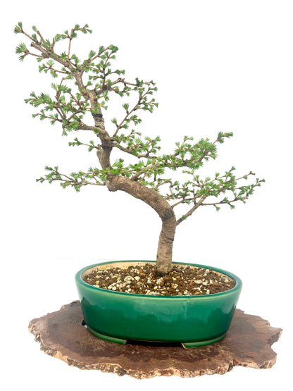 European Larch Bonsai Tree | Chinese Yixing Pot – 48cm
