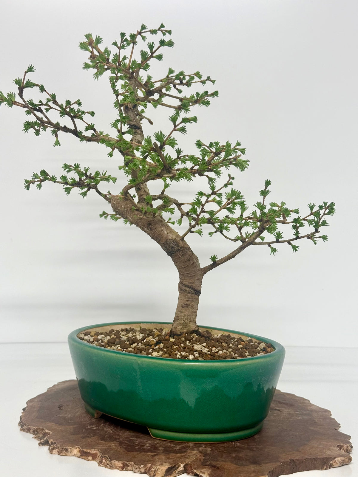 European Larch Bonsai Tree | Chinese Yixing Pot – 48cm