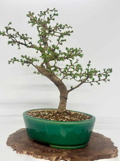 European Larch Bonsai Tree | Chinese Yixing Pot – 48cm