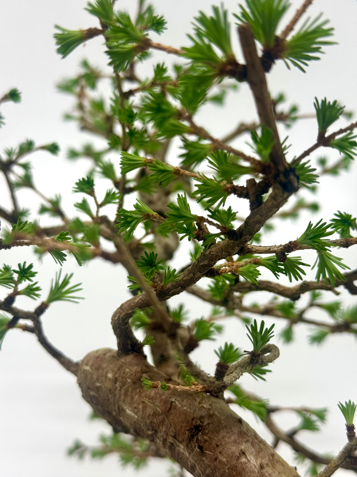 European Larch Bonsai Tree | Chinese Yixing Pot – 48cm