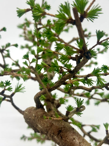 European Larch Bonsai Tree | Chinese Yixing Pot – 48cm