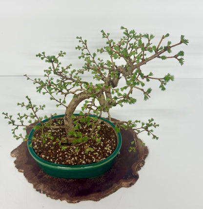 European Larch Bonsai Tree | Chinese Yixing Pot – 48cm
