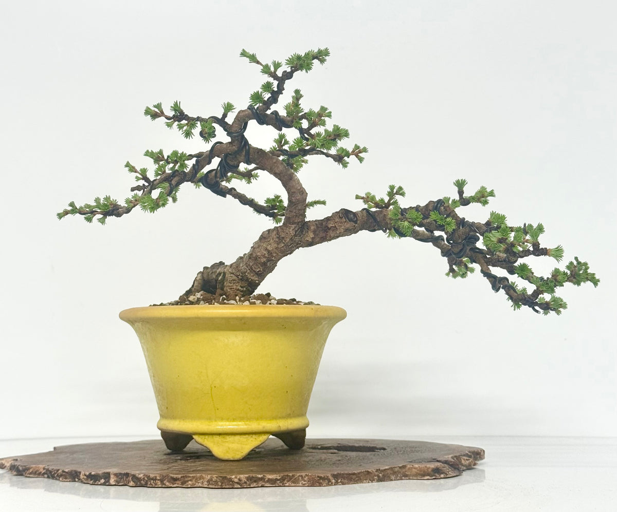 European Larch bonsai tree