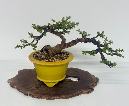 European Larch bonsai tree