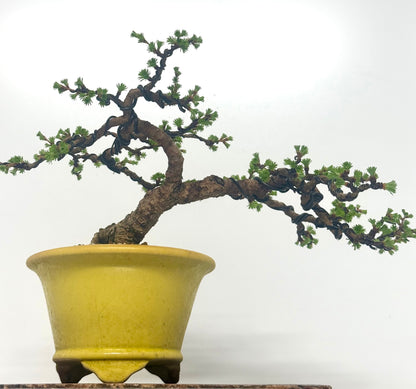 European Larch bonsai tree