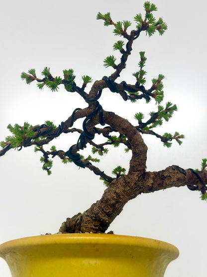 European Larch bonsai tree
