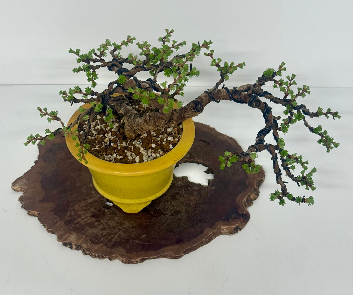 European Larch bonsai tree