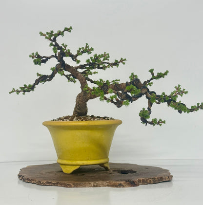 European Larch bonsai tree