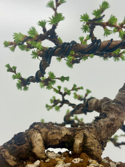 European Larch bonsai tree
