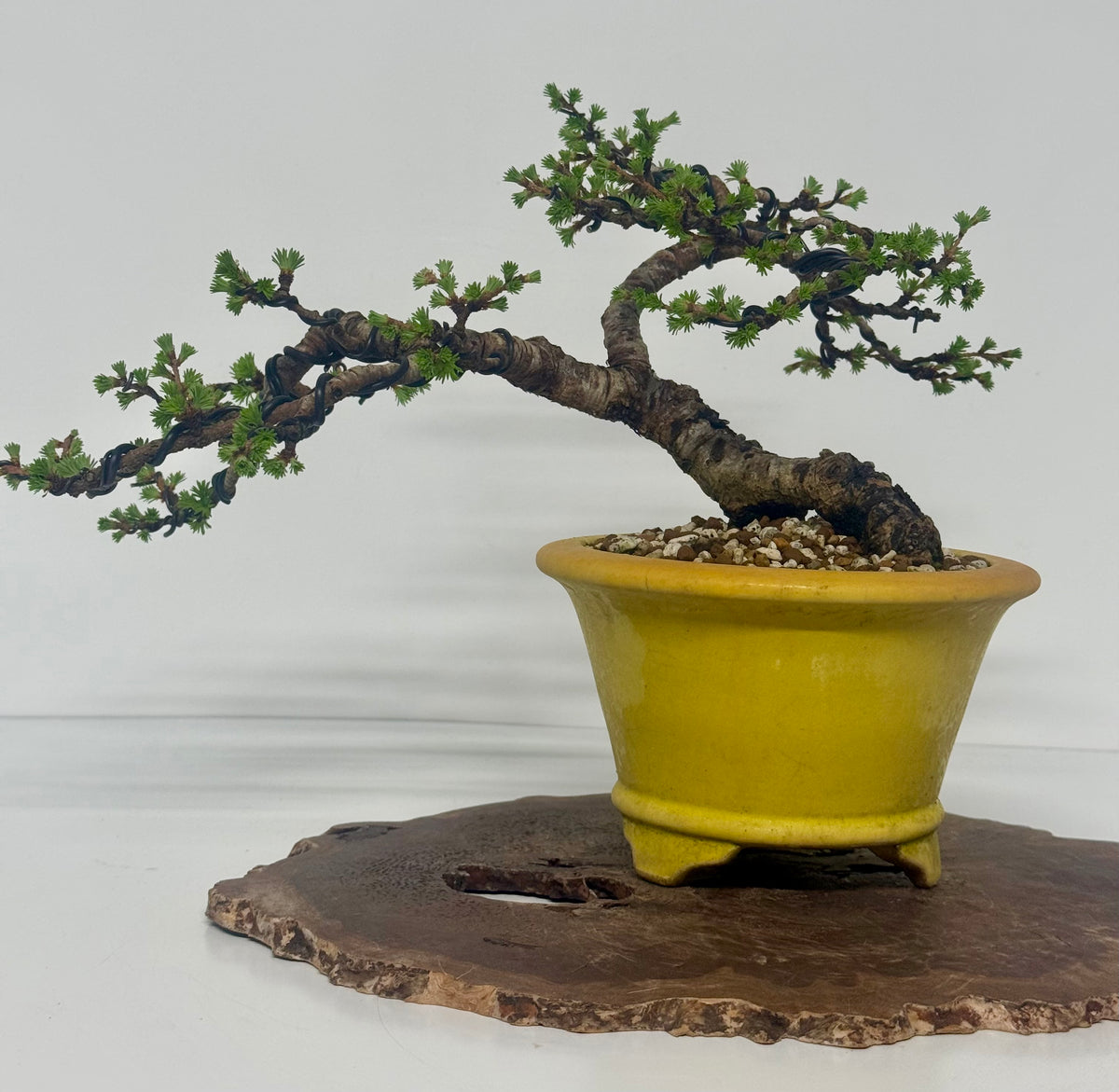 European Larch bonsai tree