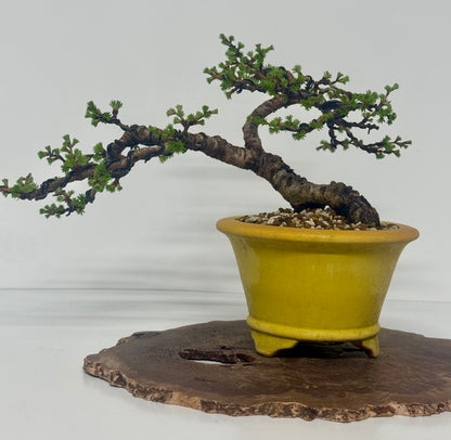 European Larch bonsai tree