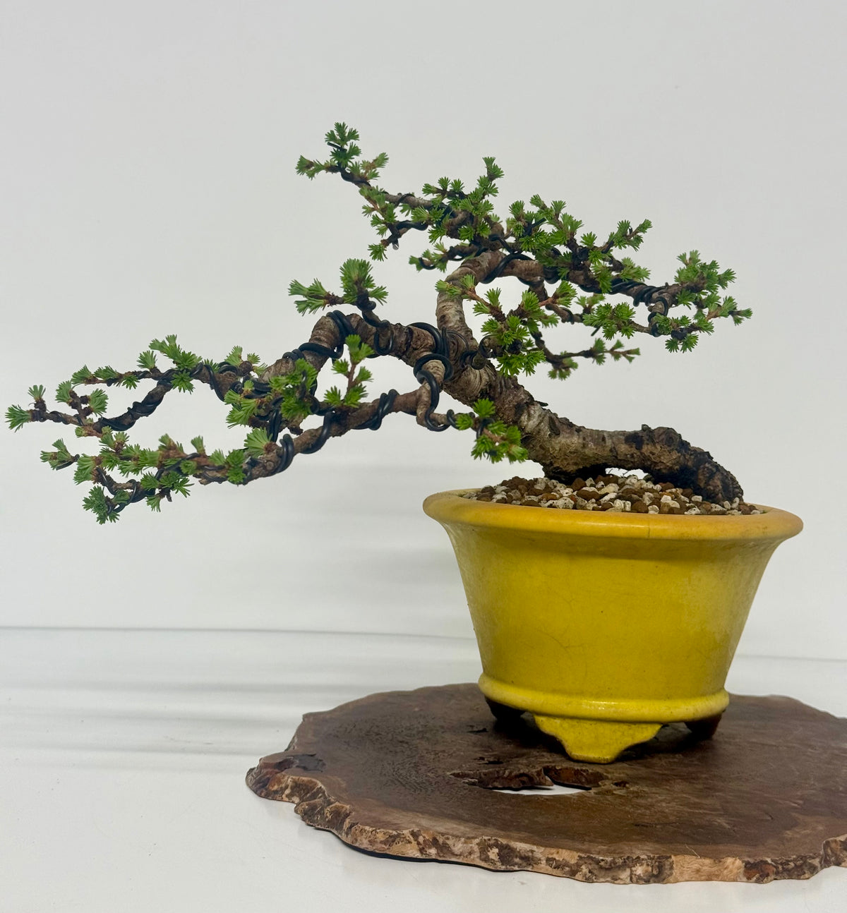 European Larch bonsai tree