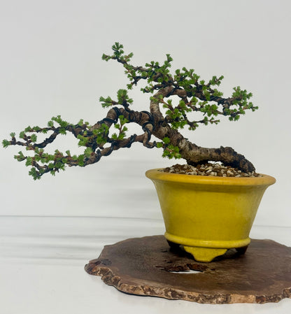 European Larch bonsai tree