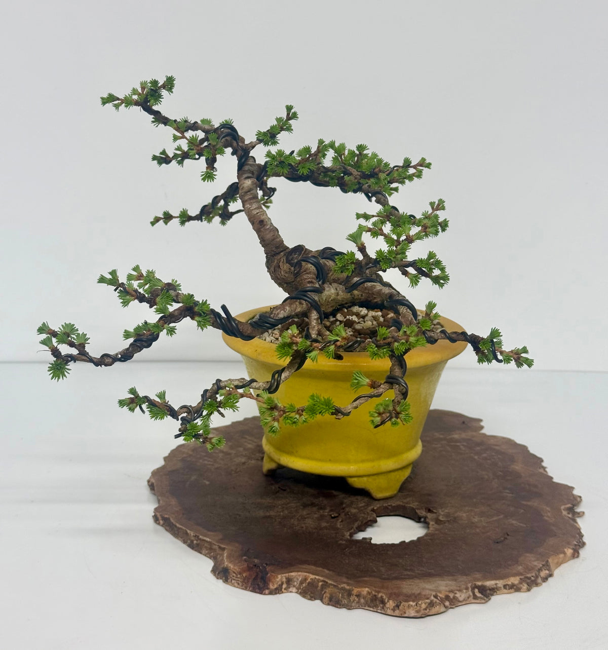 European Larch bonsai tree