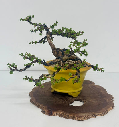 European Larch bonsai tree