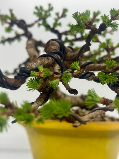 European Larch bonsai tree