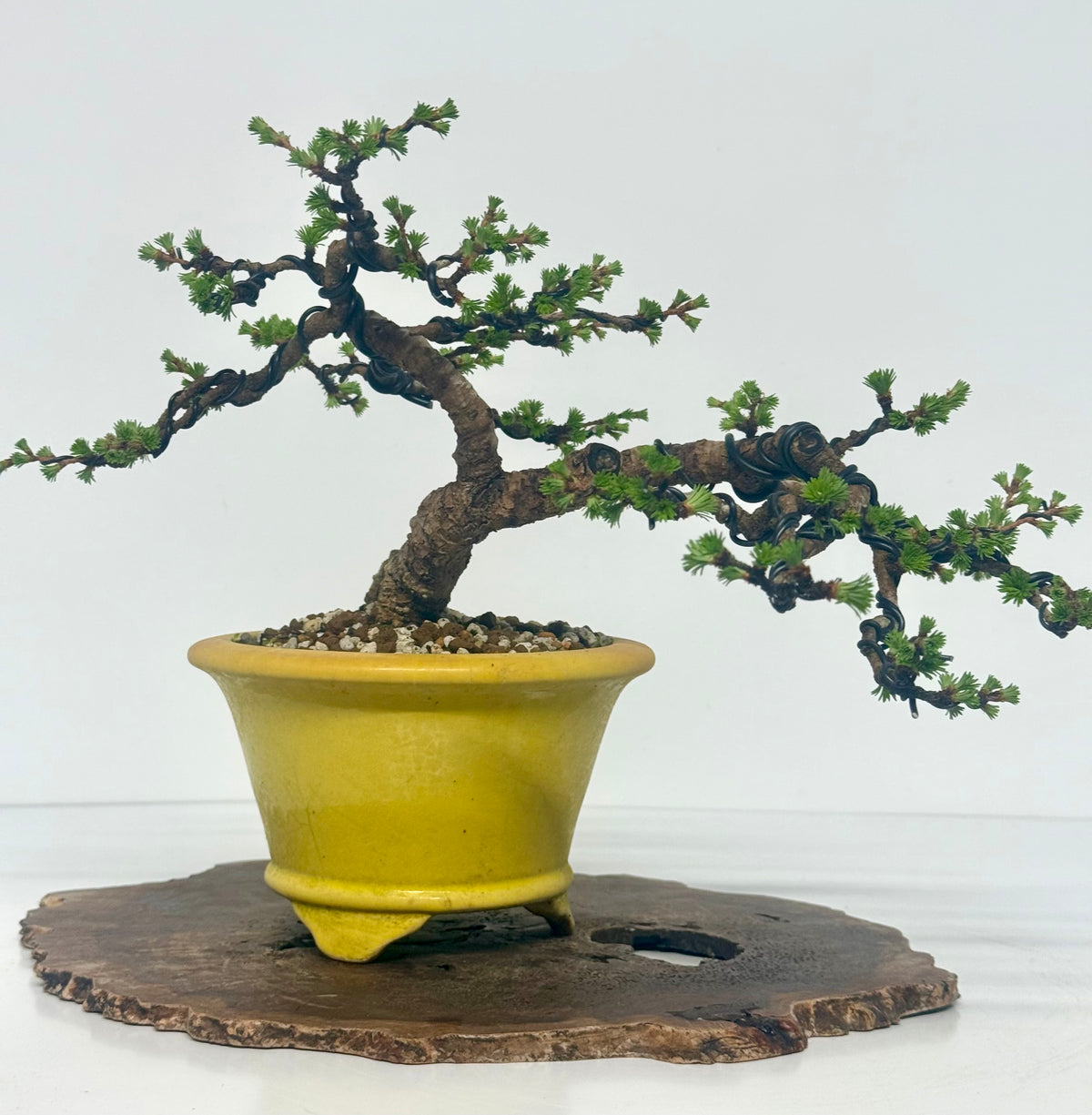 European Larch bonsai tree