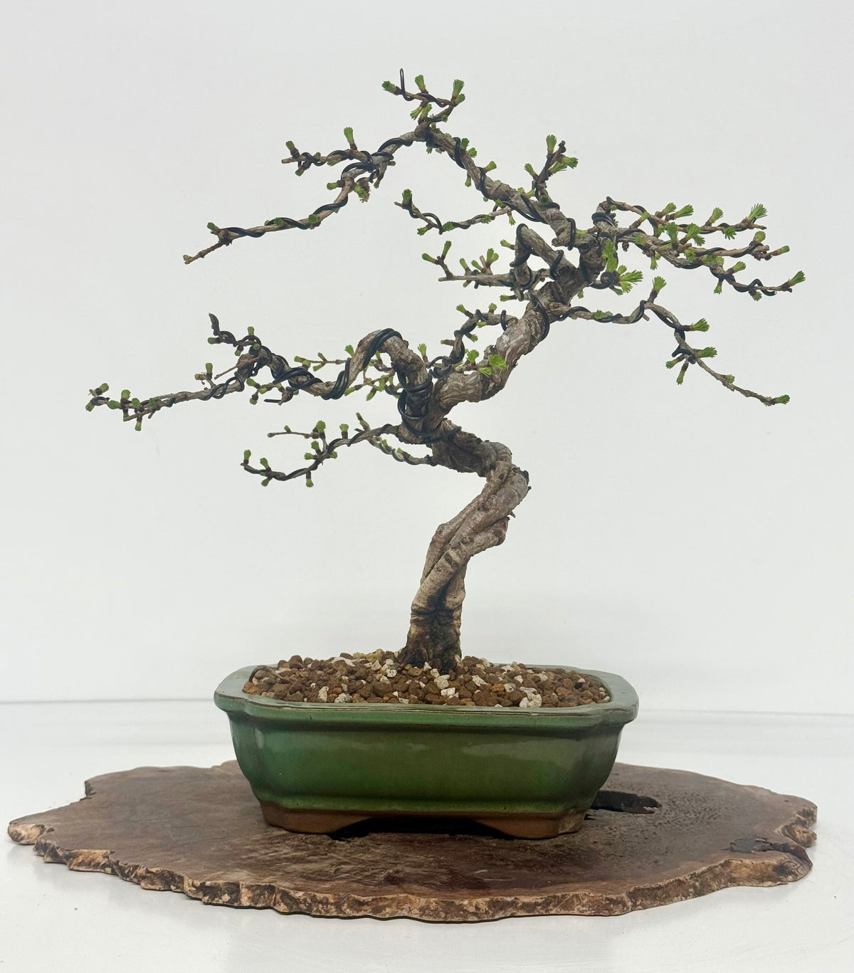 European Larch bonsai tree