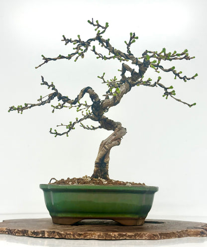 European Larch bonsai tree
