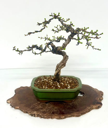 European Larch bonsai tree