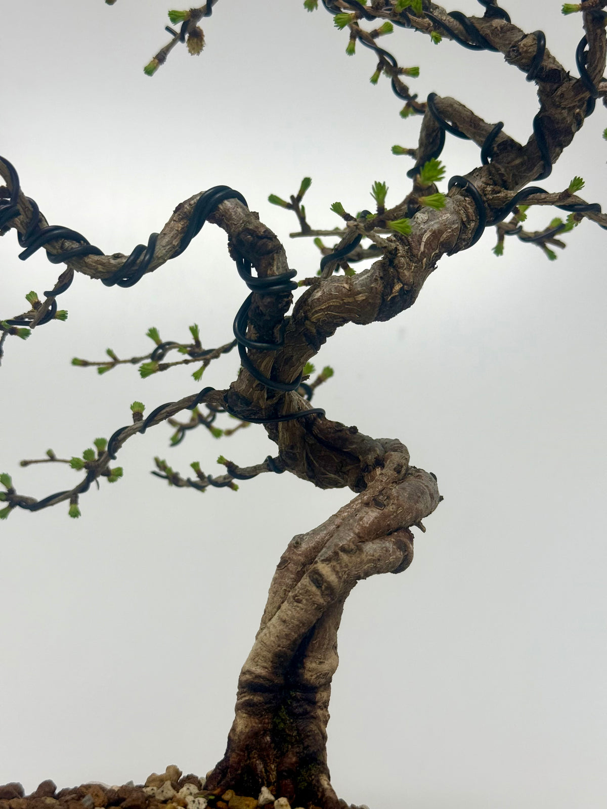 European Larch bonsai tree
