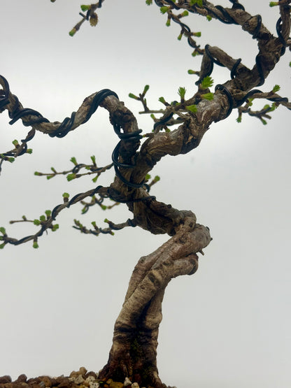 European Larch bonsai tree