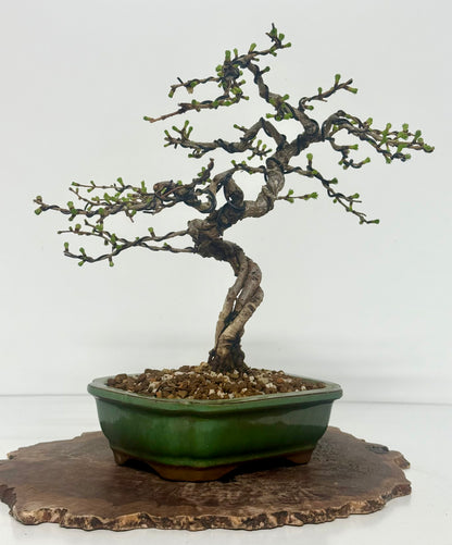 European Larch bonsai tree