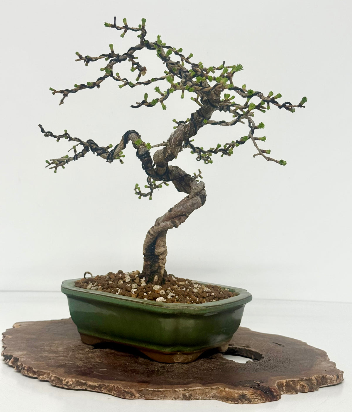 European Larch bonsai tree