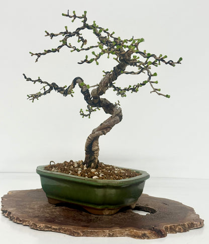 European Larch bonsai tree