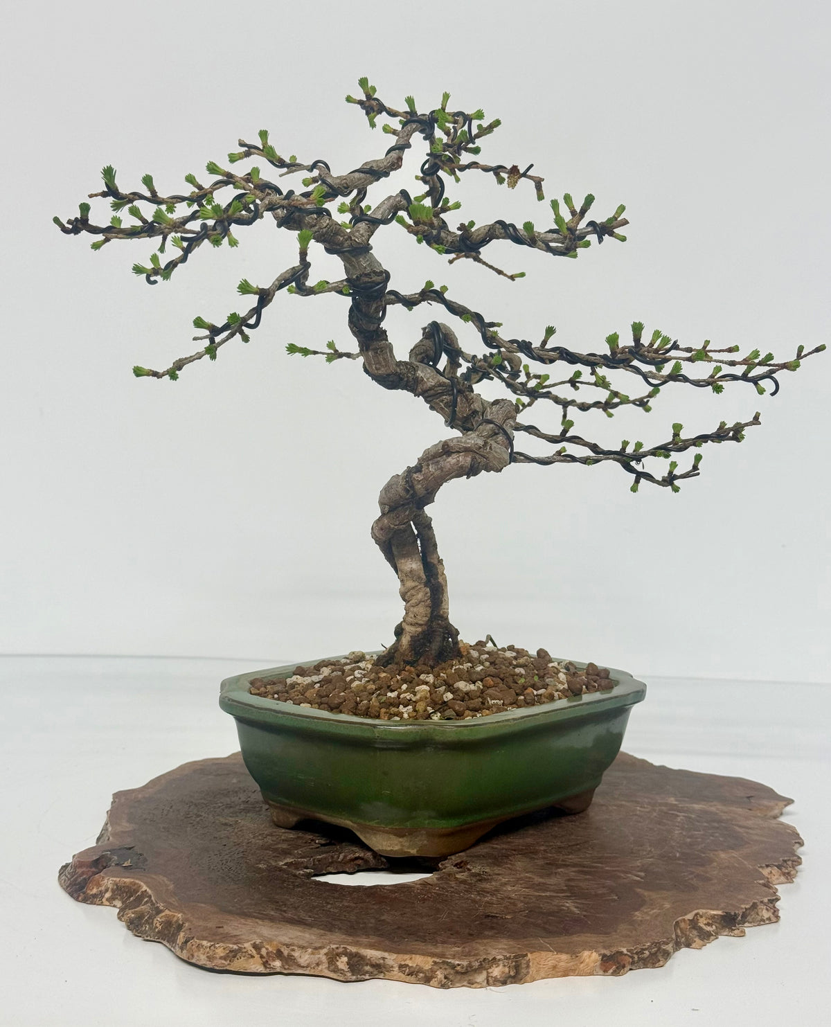 European Larch bonsai tree
