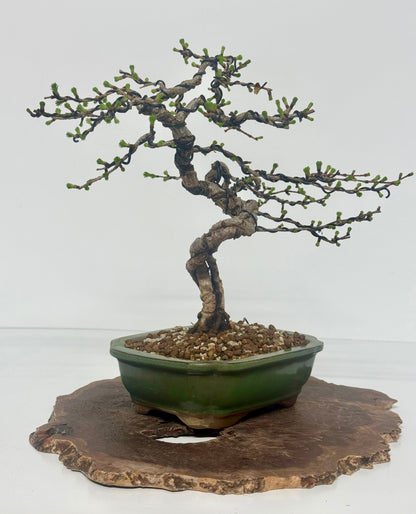 European Larch bonsai tree