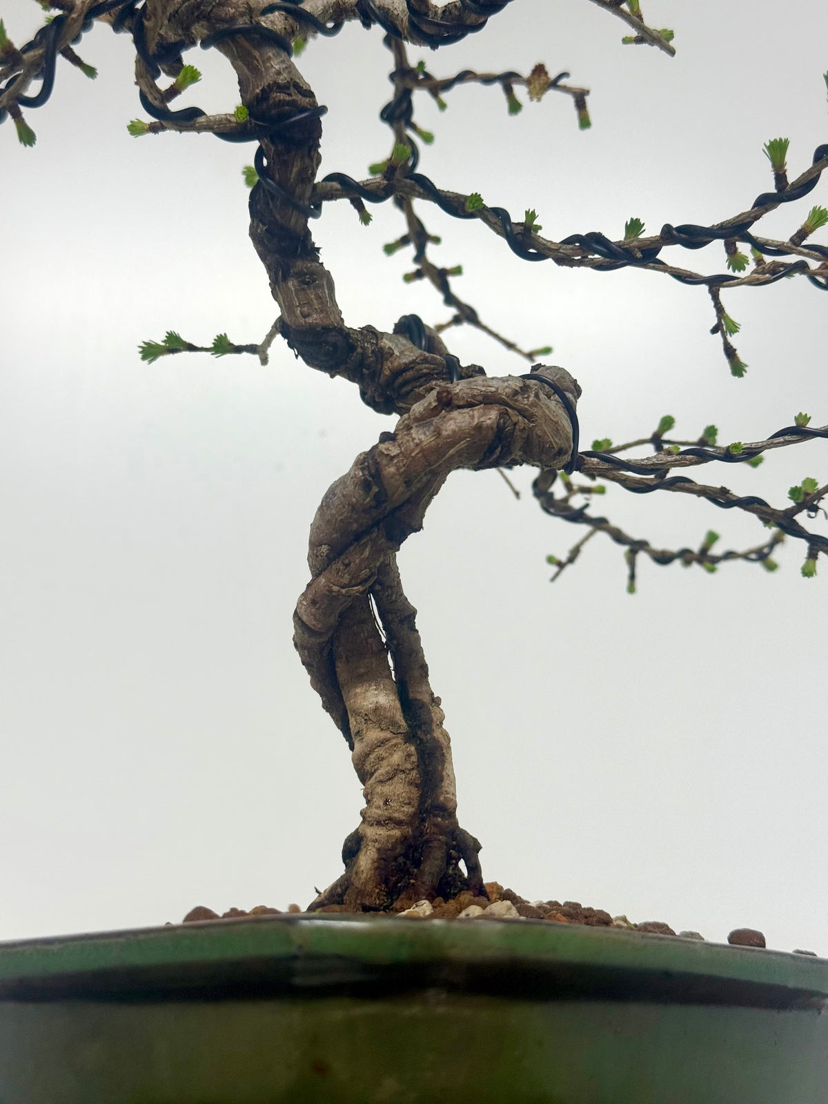 European Larch bonsai tree