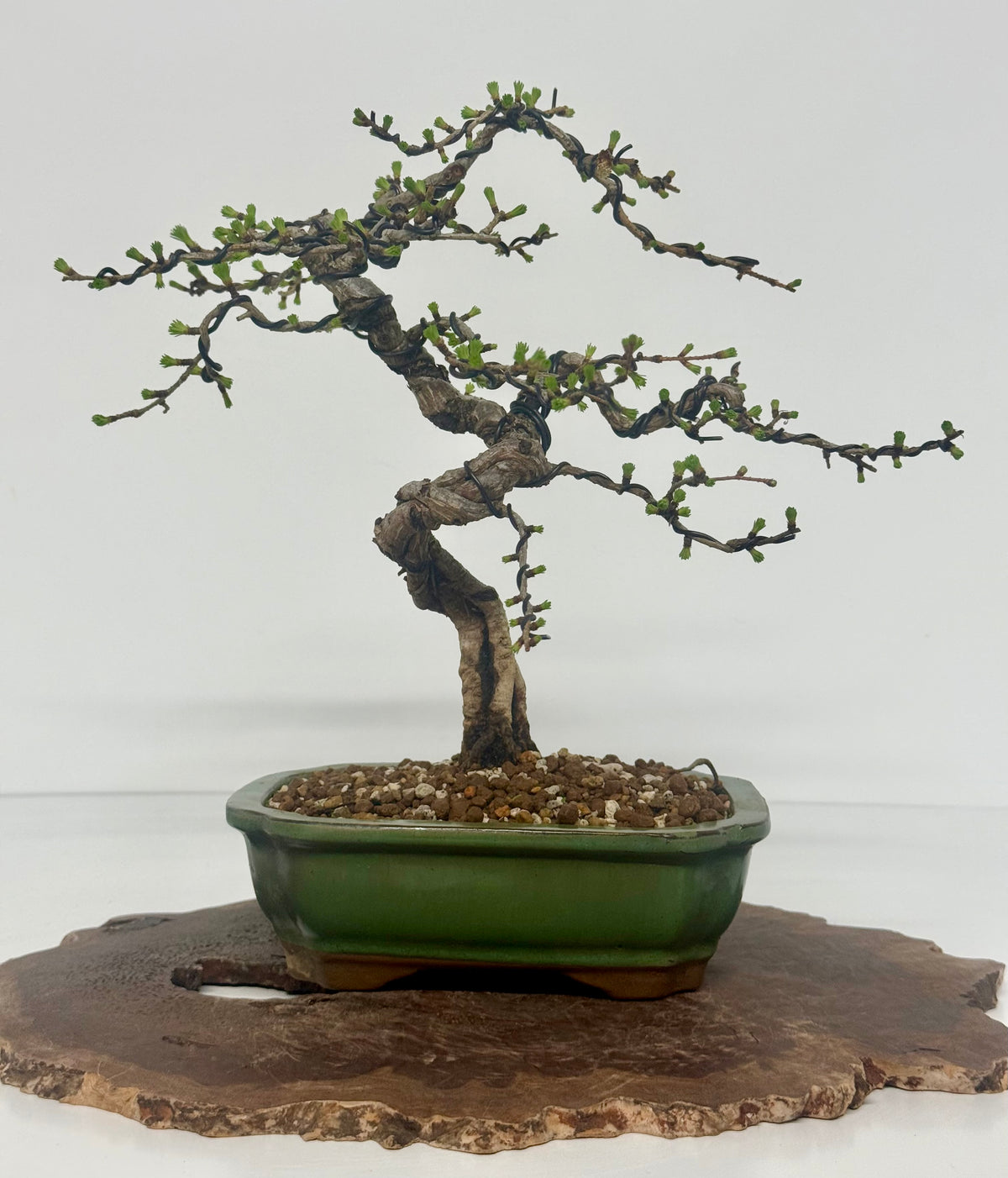 European Larch bonsai tree