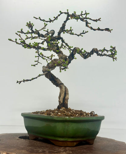 European Larch bonsai tree