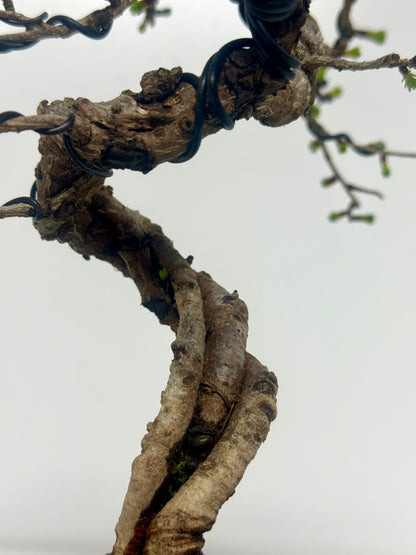 European Larch bonsai tree
