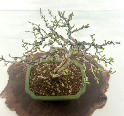 European Larch bonsai tree