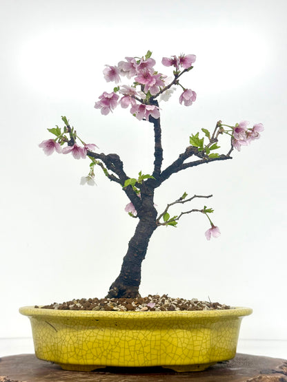 Flowering Cherry Bonsai Tree | Chinese Yixing Pot – 36cm