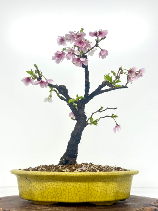 Flowering Cherry Bonsai Tree | Chinese Yixing Pot – 36cm