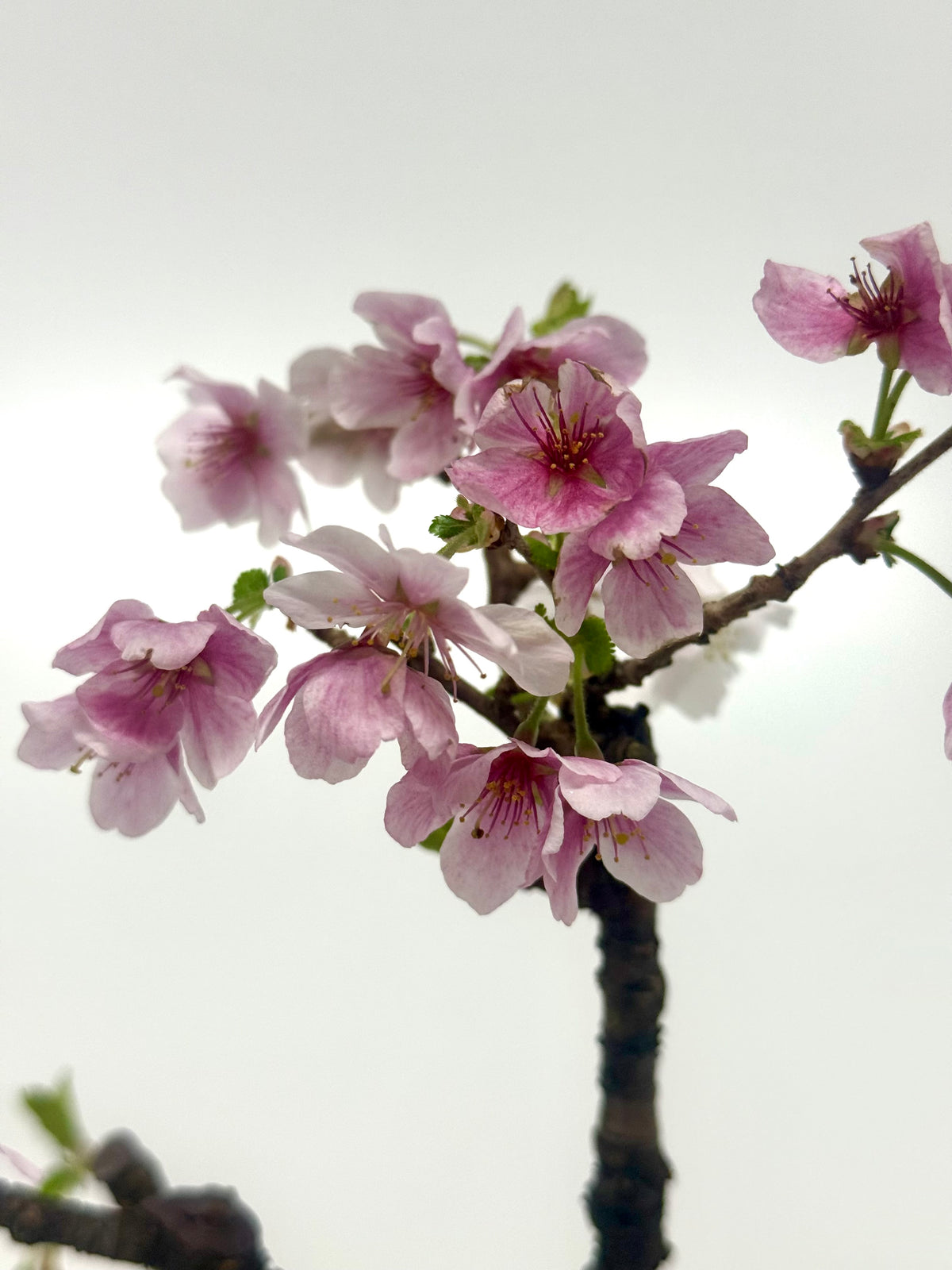 Flowering Cherry Bonsai Tree | Chinese Yixing Pot – 36cm