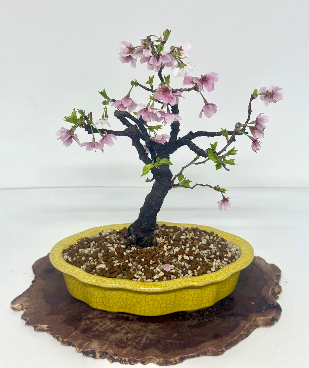 Flowering Cherry Bonsai Tree | Chinese Yixing Pot – 36cm