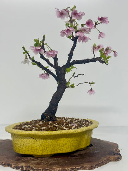 Flowering Cherry Bonsai Tree | Chinese Yixing Pot – 36cm