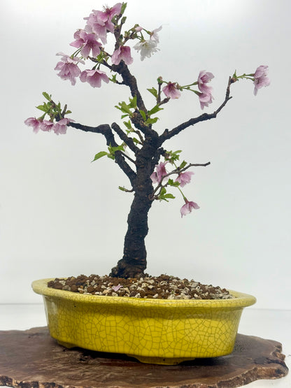 Flowering Cherry Bonsai Tree | Chinese Yixing Pot – 36cm